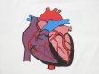 画像5: 90s FRUIT OF THE LOOM PeaceHealth CARDIAC PRINT T-SHIRT DEAD STOCK (5)